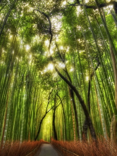 Das Bamboo Forest Wallpaper 240x320