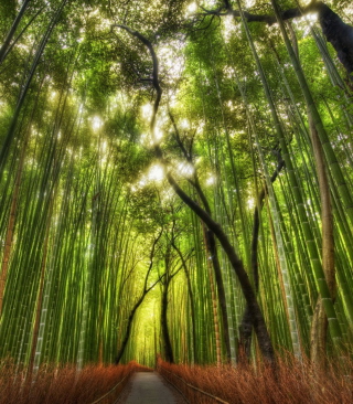 Bamboo Forest - Obrázkek zdarma pro 480x800