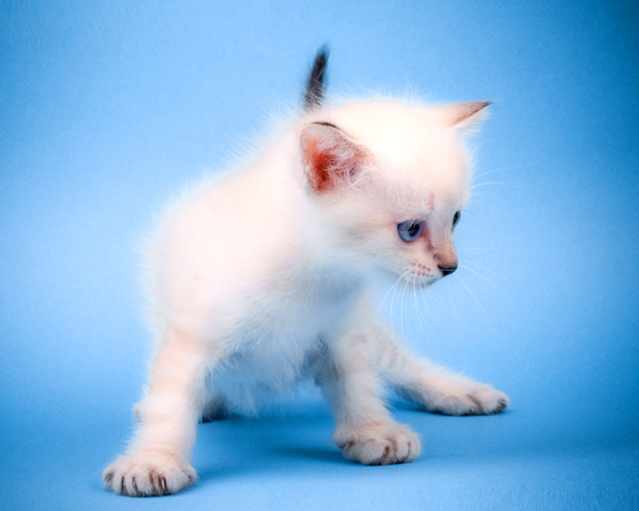 Sfondi Small Kitten 1280x1024