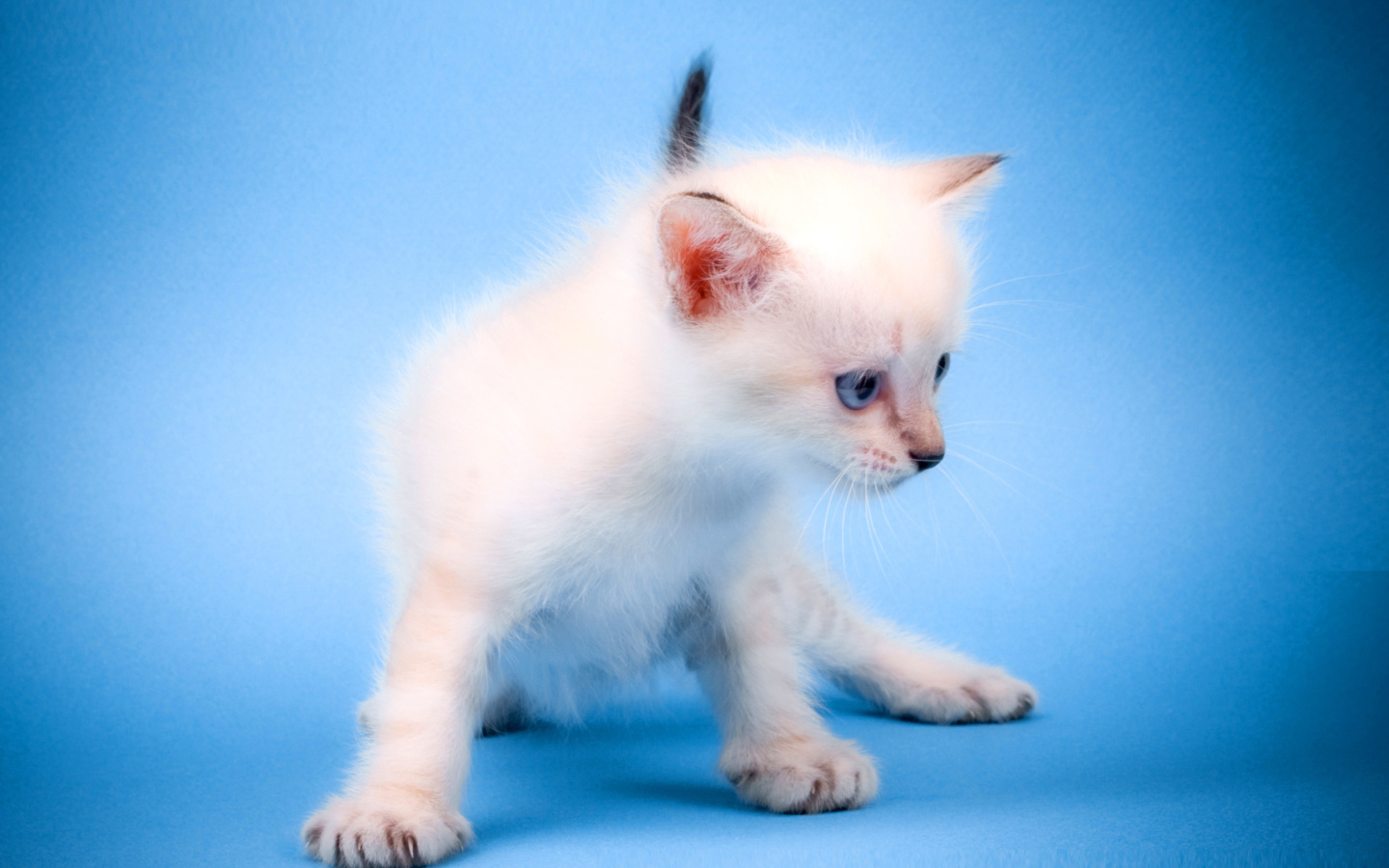 Screenshot №1 pro téma Small Kitten 1440x900
