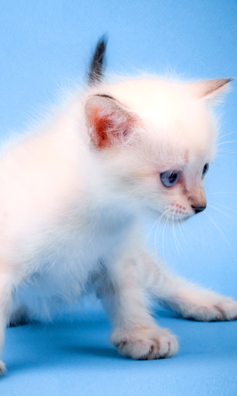 Fondo de pantalla Small Kitten 768x1280