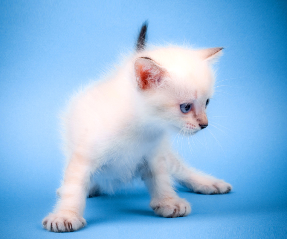 Das Small Kitten Wallpaper 960x800