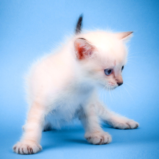 Small Kitten - Obrázkek zdarma pro iPad 2