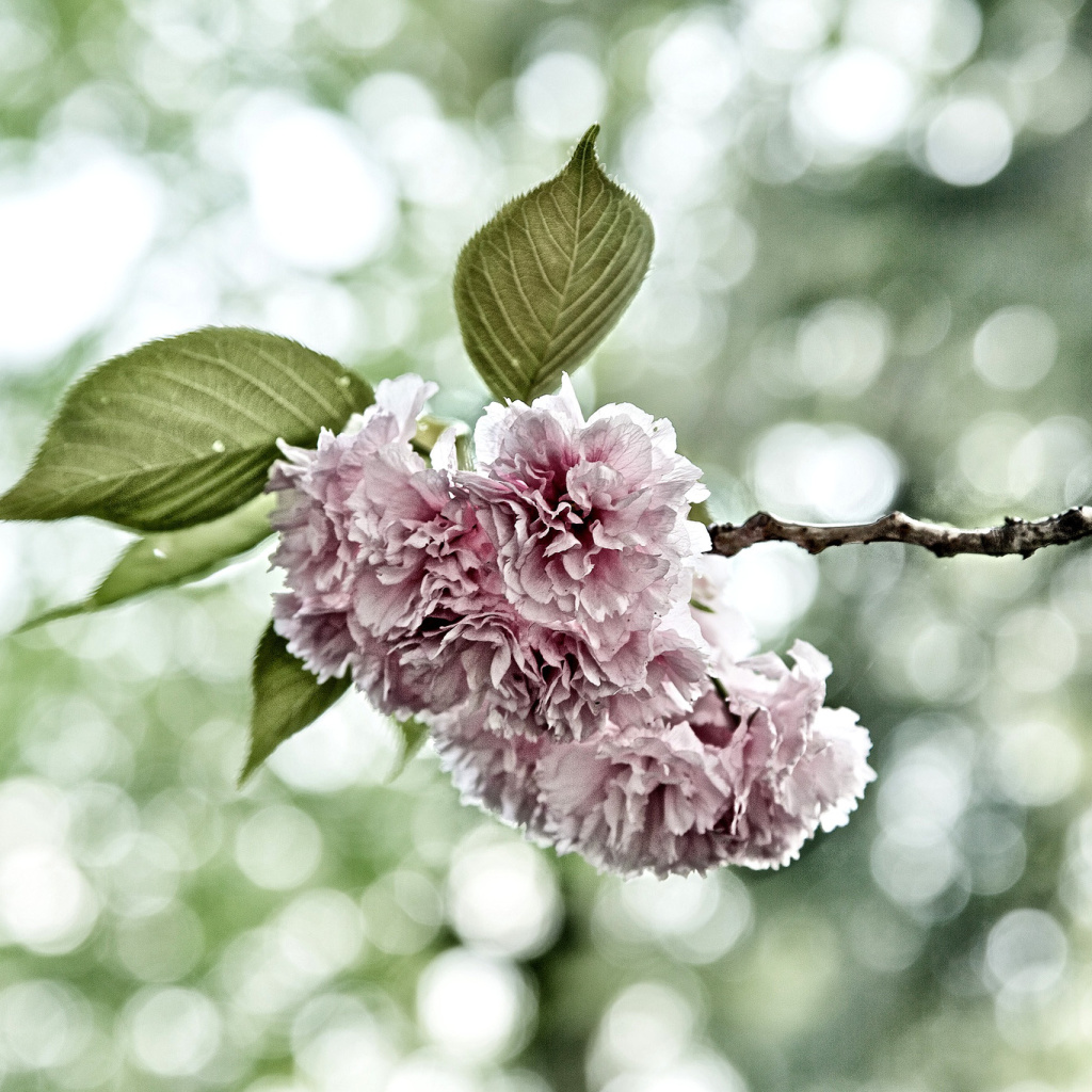 Das Spring of CherryBlossoms Wallpaper 1024x1024