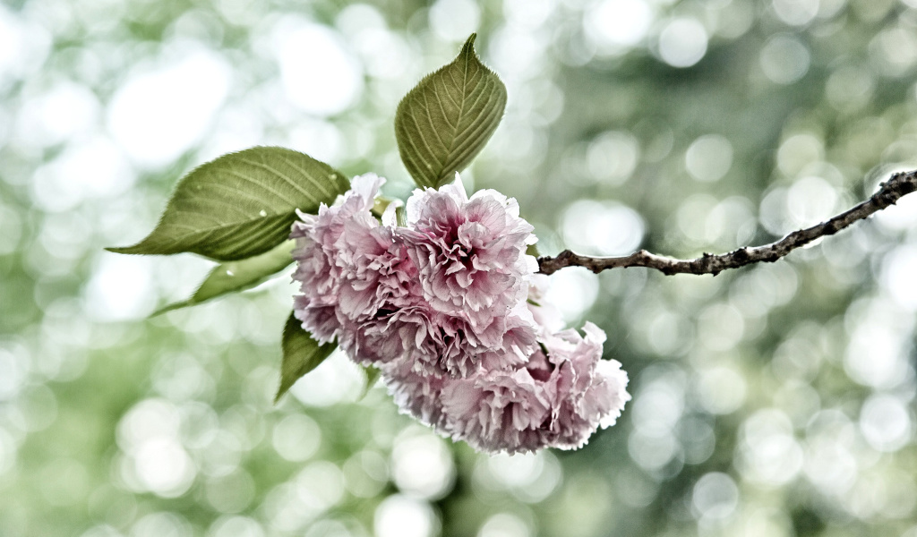 Screenshot №1 pro téma Spring of CherryBlossoms 1024x600