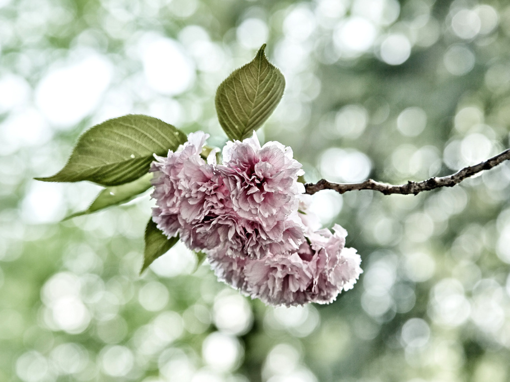 Fondo de pantalla Spring of CherryBlossoms 1024x768