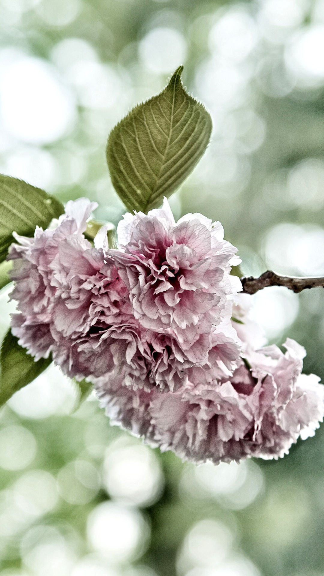 Spring of CherryBlossoms wallpaper 1080x1920