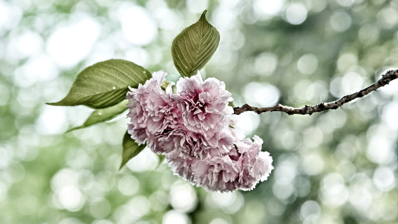 Spring of CherryBlossoms screenshot #1 1280x720