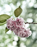 Screenshot №1 pro téma Spring of CherryBlossoms 128x160