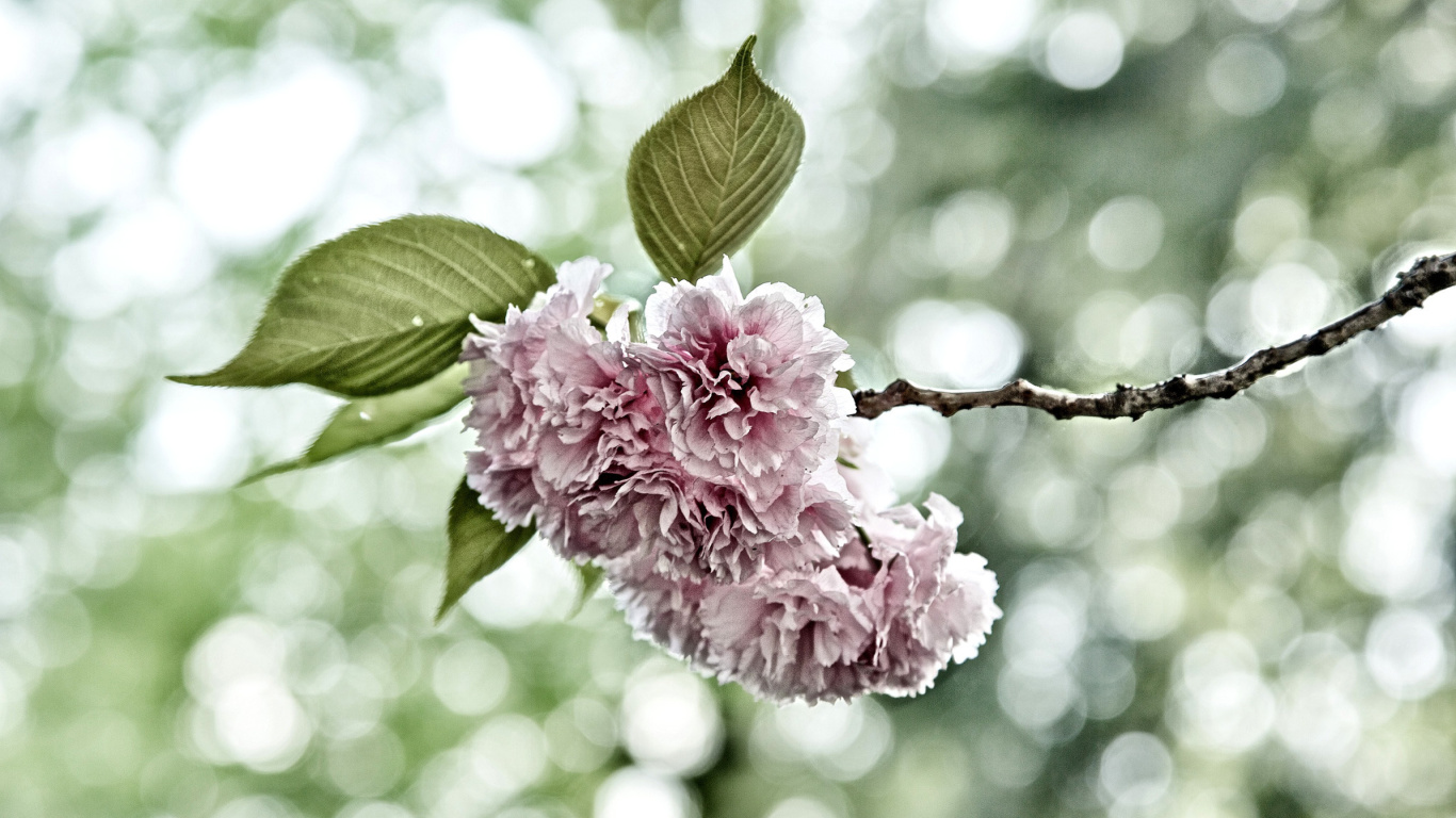 Das Spring of CherryBlossoms Wallpaper 1366x768