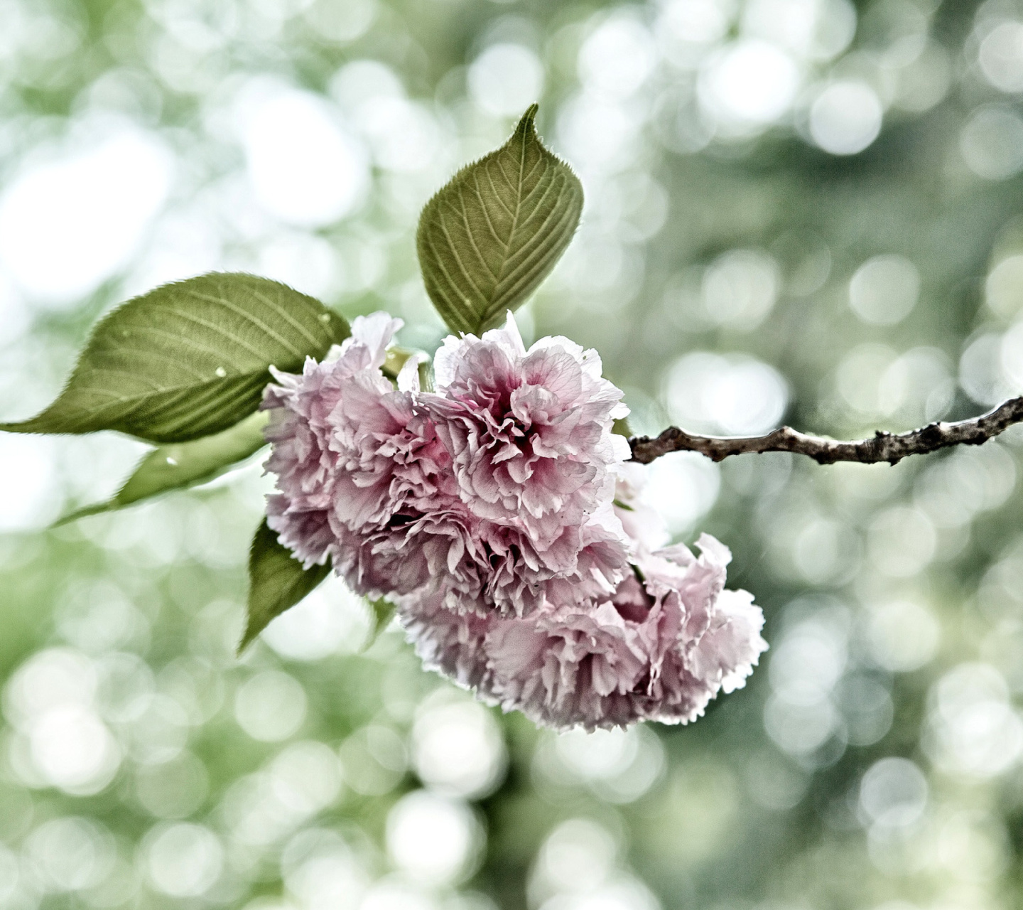 Screenshot №1 pro téma Spring of CherryBlossoms 1440x1280