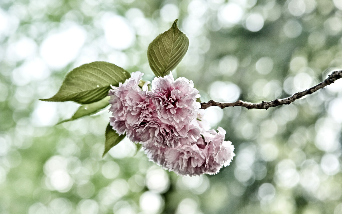 Screenshot №1 pro téma Spring of CherryBlossoms 1440x900