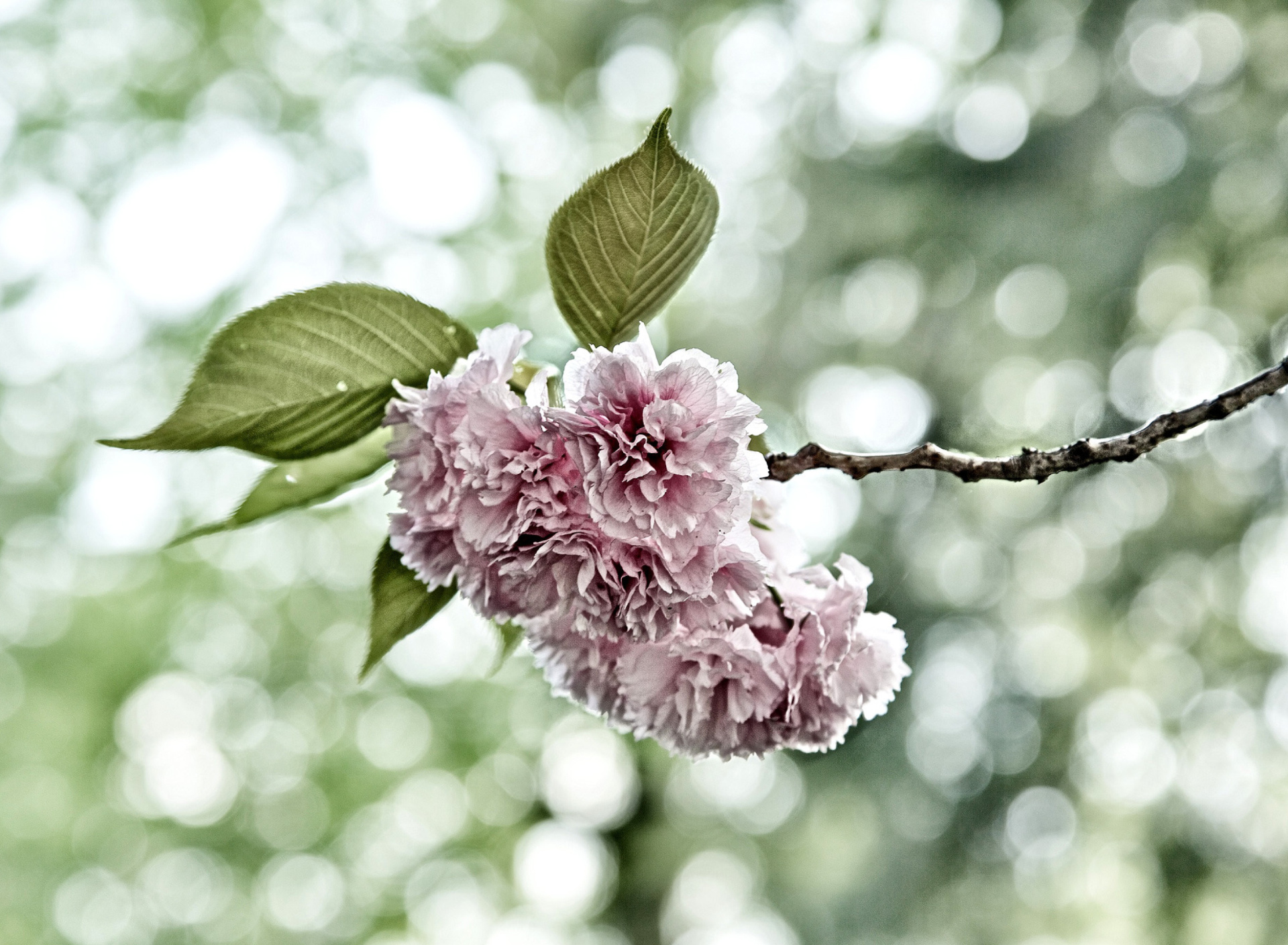 Spring of CherryBlossoms wallpaper 1920x1408