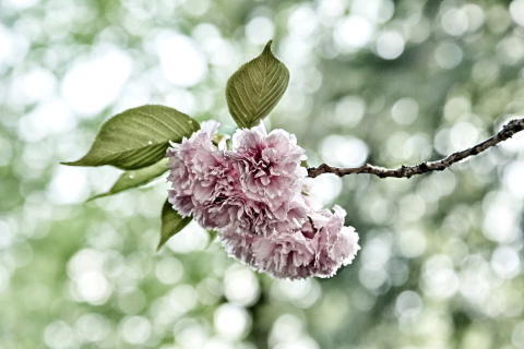 Screenshot №1 pro téma Spring of CherryBlossoms 480x320