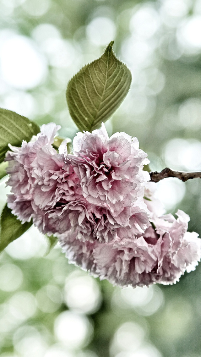 Das Spring of CherryBlossoms Wallpaper 640x1136
