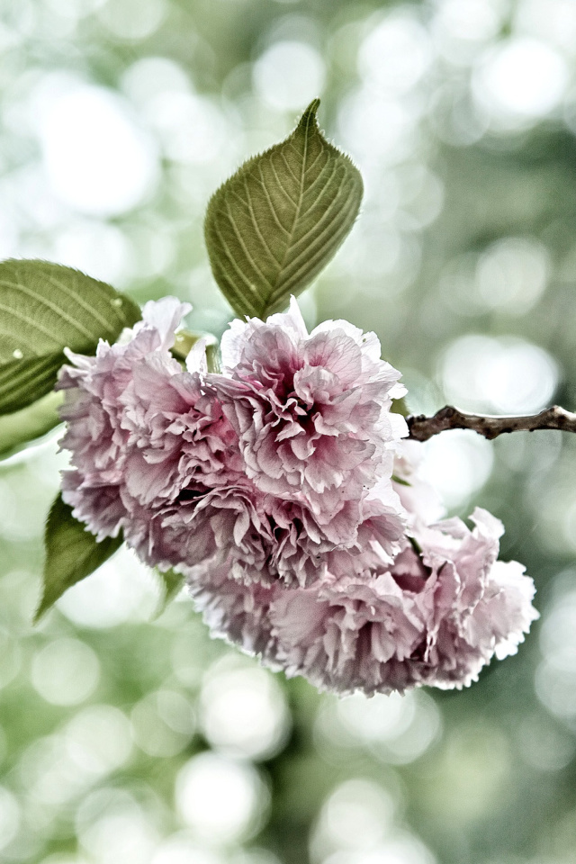 Screenshot №1 pro téma Spring of CherryBlossoms 640x960