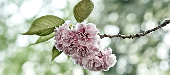 Обои Spring of CherryBlossoms 720x320