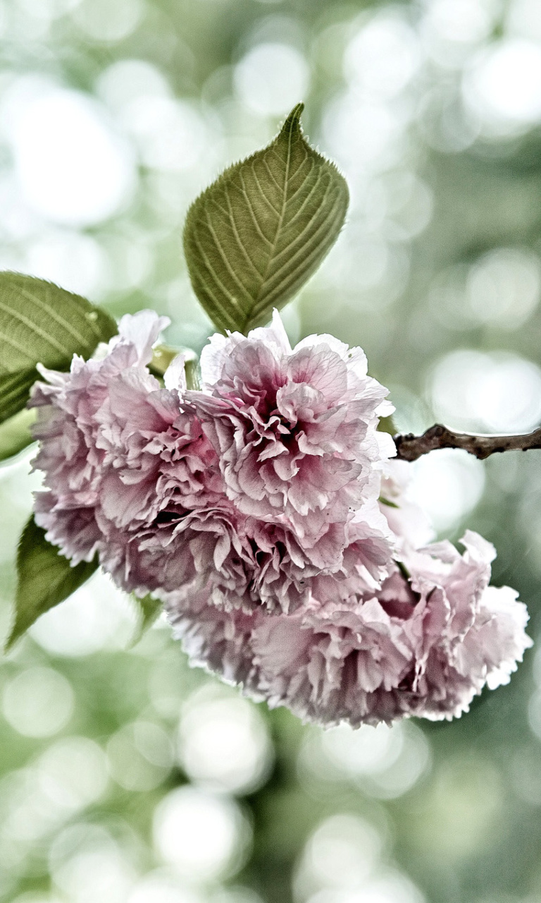 Das Spring of CherryBlossoms Wallpaper 768x1280