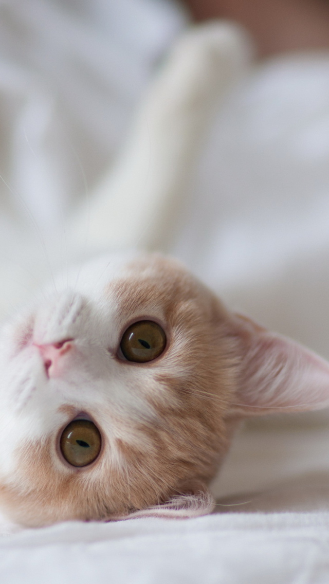 Cute Cat wallpaper 640x1136