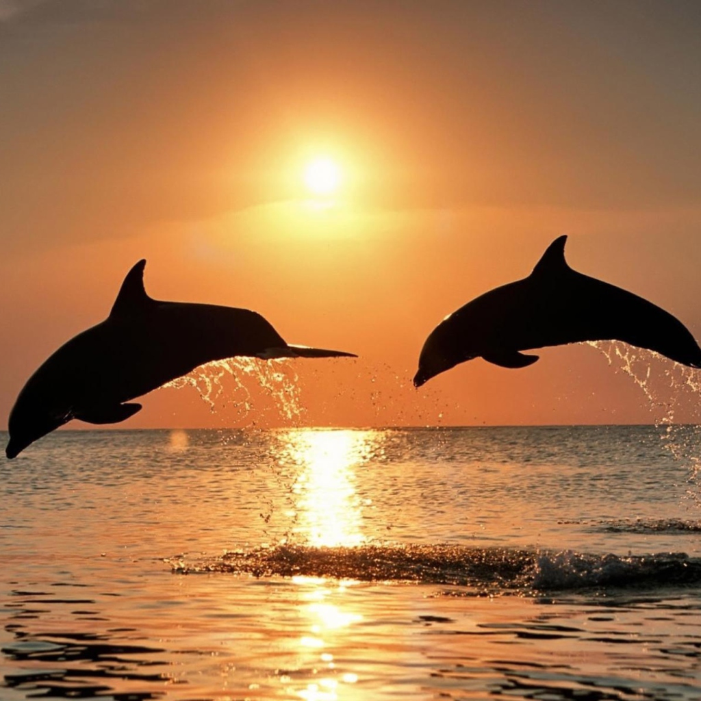 Dolphins At Sunset wallpaper 1024x1024