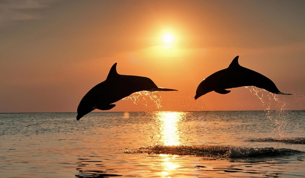 Sfondi Dolphins At Sunset 1024x600