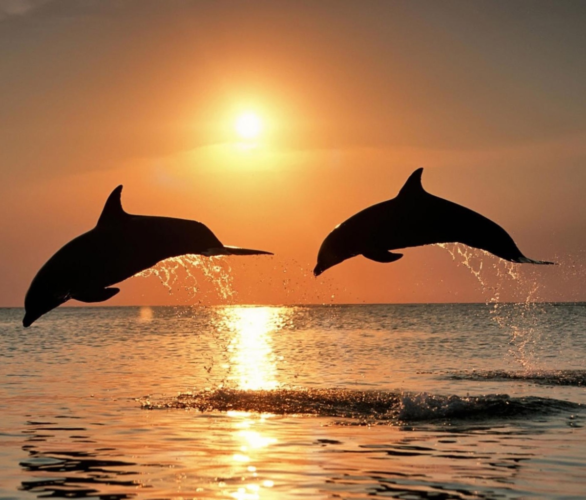 Fondo de pantalla Dolphins At Sunset 1200x1024