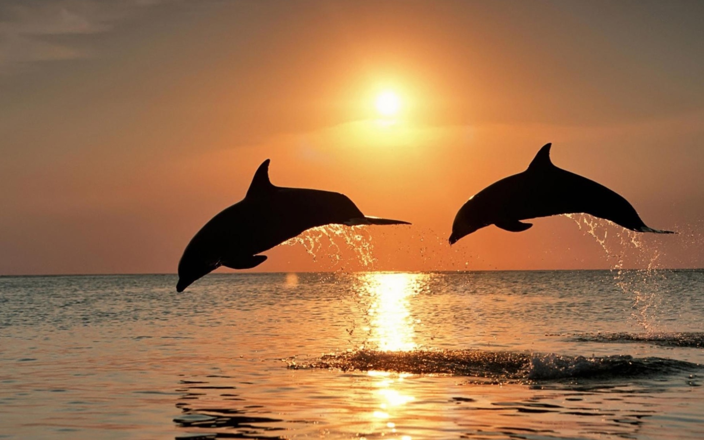 Screenshot №1 pro téma Dolphins At Sunset 1440x900