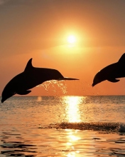 Обои Dolphins At Sunset 176x220