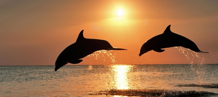 Screenshot №1 pro téma Dolphins At Sunset 720x320