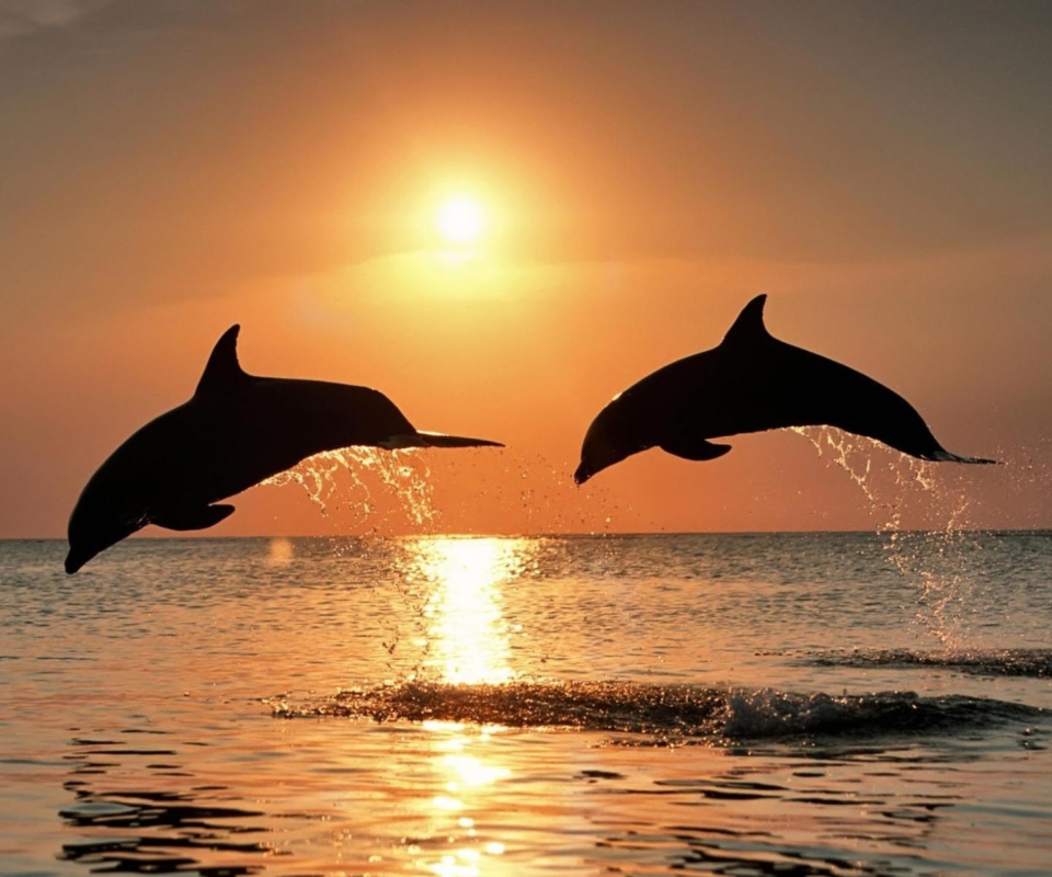 Обои Dolphins At Sunset 960x800