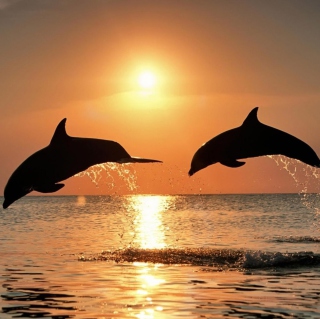 Kostenloses Dolphins At Sunset Wallpaper für 128x128