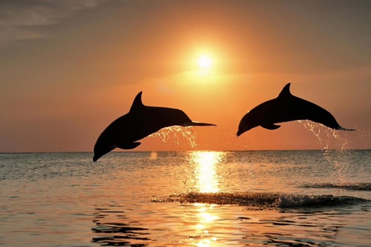 Обои Dolphins At Sunset