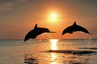Dolphins At Sunset - Obrázkek zdarma 