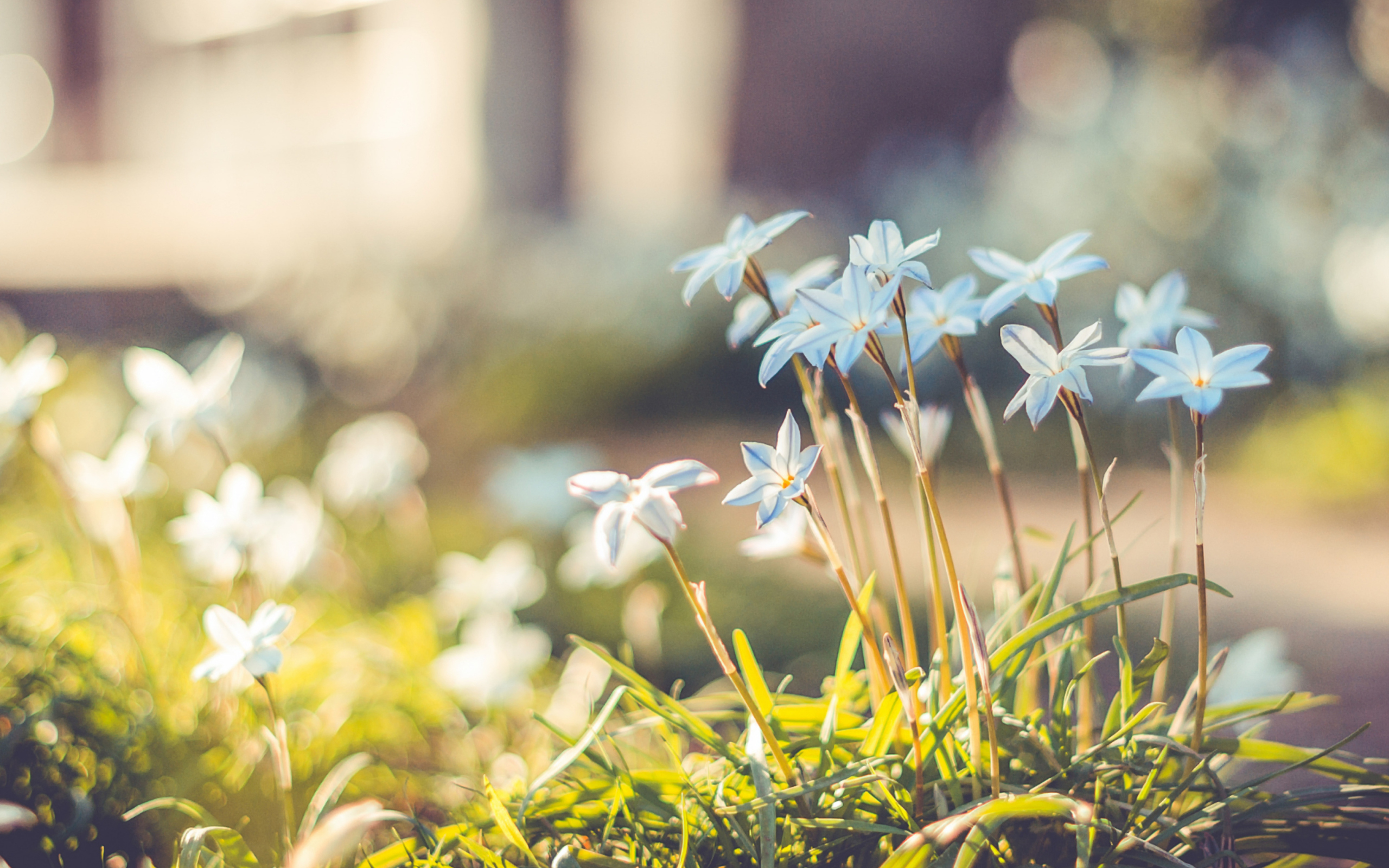 Blue Flowers screenshot #1 2560x1600