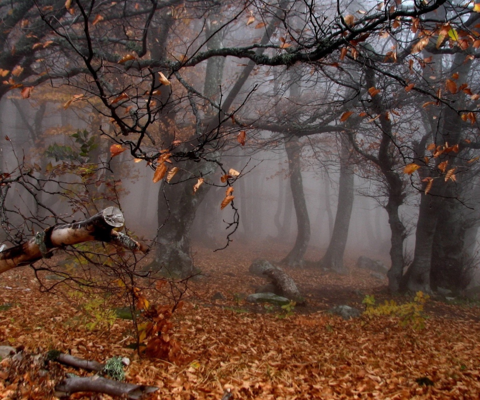 Sfondi Trees In Autumn 960x800