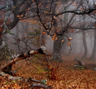 Trees In Autumn - Obrázkek zdarma pro 208x208