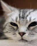 Fondo de pantalla Cute Cat's Nose 128x160