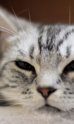 Screenshot №1 pro téma Cute Cat's Nose 240x400