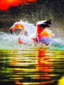 Fondo de pantalla Flamingo Splash 132x176