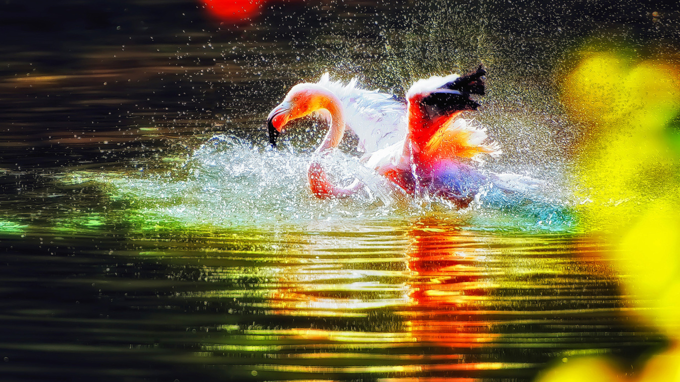 Das Flamingo Splash Wallpaper 1366x768