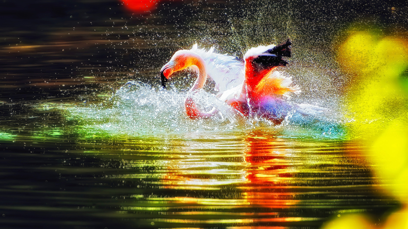 Fondo de pantalla Flamingo Splash 1600x900