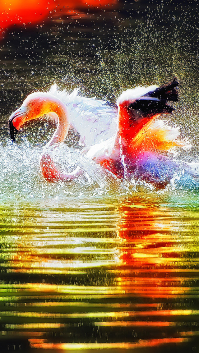 Das Flamingo Splash Wallpaper 640x1136