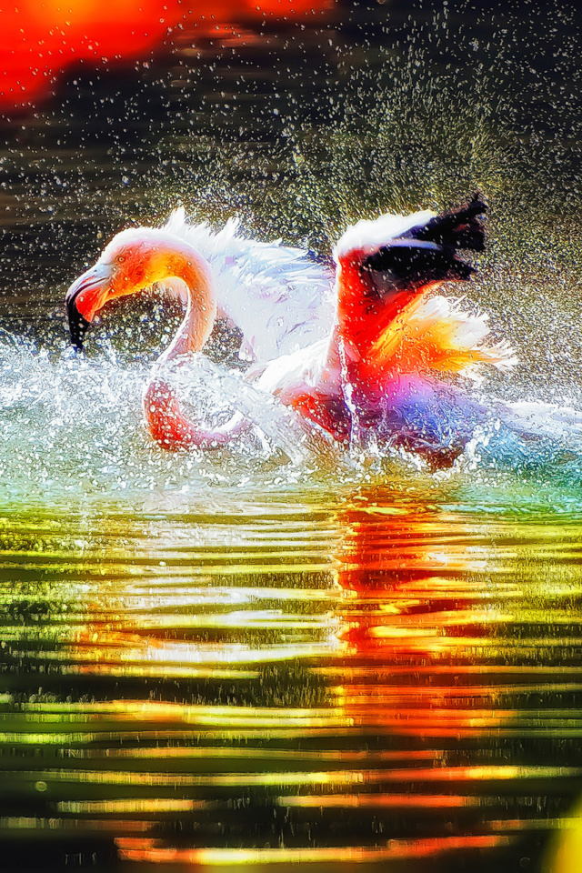 Обои Flamingo Splash 640x960