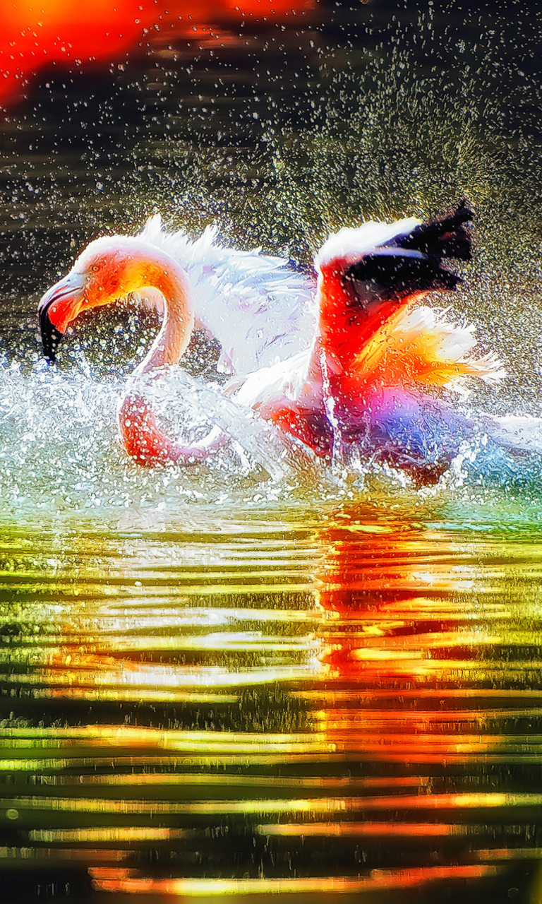 Flamingo Splash wallpaper 768x1280