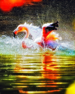 Kostenloses Flamingo Splash Wallpaper für 320x480