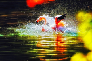 Flamingo Splash Wallpaper for Android, iPhone and iPad