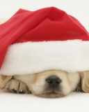 Santa Claus Puppy screenshot #1 128x160