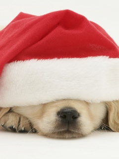 Screenshot №1 pro téma Santa Claus Puppy 240x320