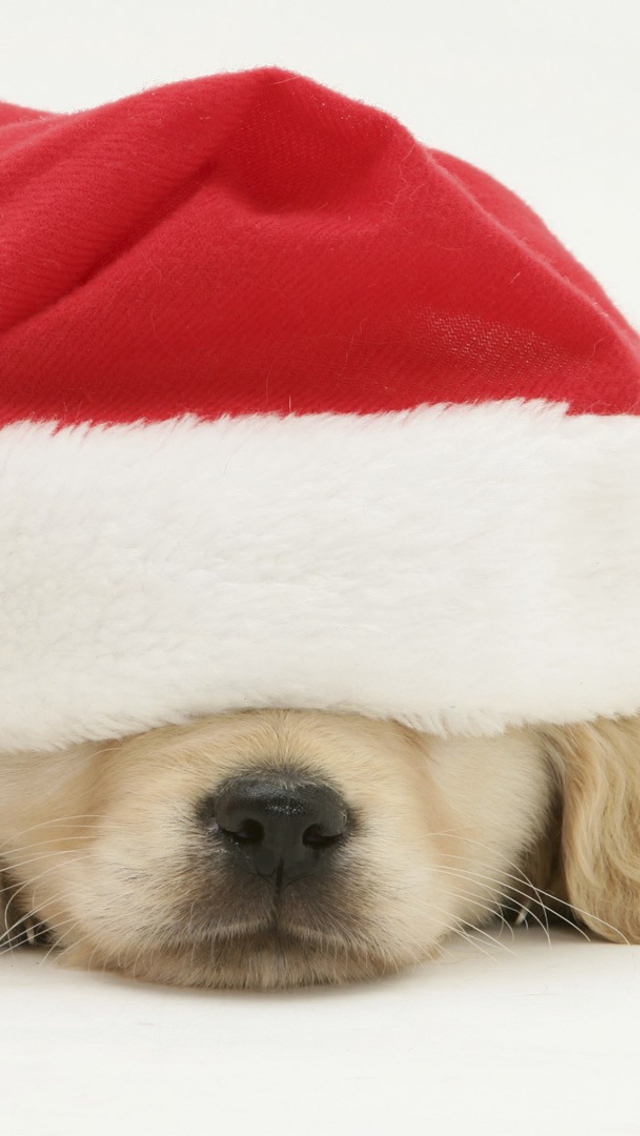 Sfondi Santa Claus Puppy 640x1136