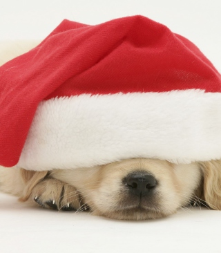 Santa Claus Puppy sfondi gratuiti per 640x1136